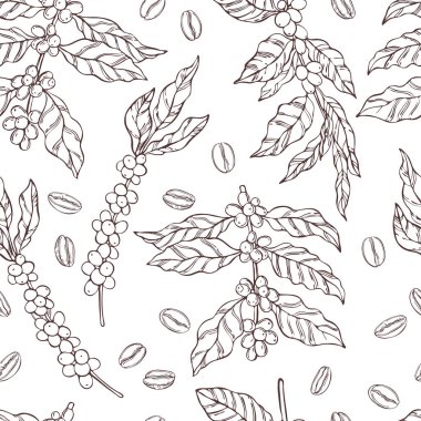Vector  seamless pattern with hand drawn  coffee  plants and beans. Sketch  illustration. clipart