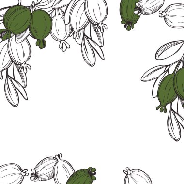 El yapımı feijoa bitkisi. Yapraklı Feijoa meyveleri. Vektör arkaplanı. Çizim çizimi.