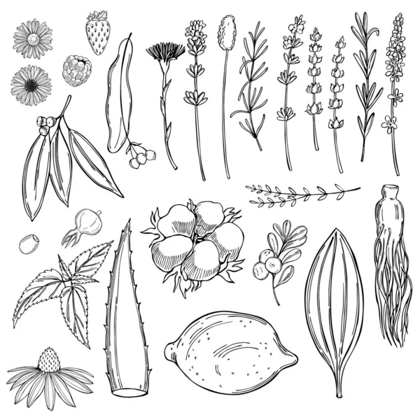 Plantas Para Cosméticos Naturales Dibujo Vectorial Ilustración — Archivo Imágenes Vectoriales