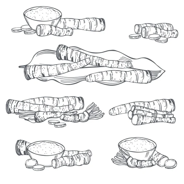 Raifort Racine Feuilles Dessinés Main Illustration Croquis Vectoriels — Image vectorielle