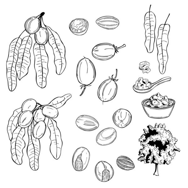 Shea Set Vorhanden Früchte Blätter Und Butter Vektorskizze Als Illustration — Stockvektor