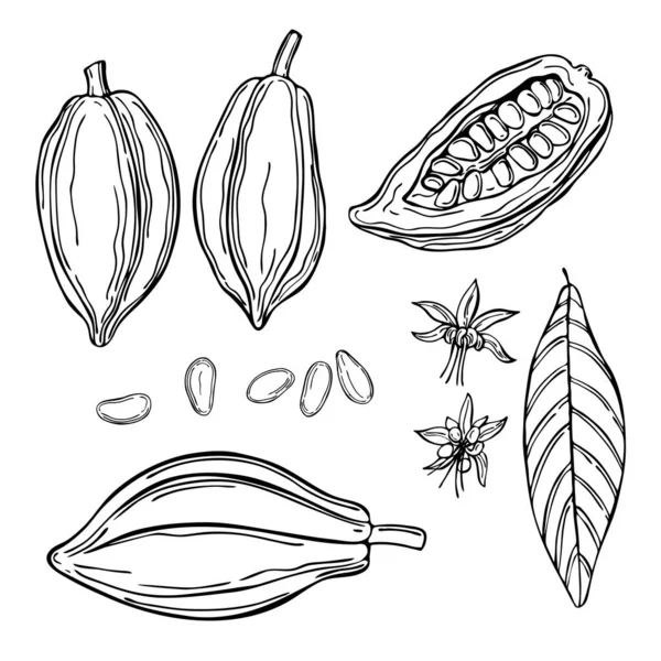 Haba Cacao Extraída Mano Dibujo Vectorial Ilustración — Archivo Imágenes Vectoriales