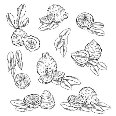 El yapımı kaffir limonu (bergamot). Vektör çizimi çizimi