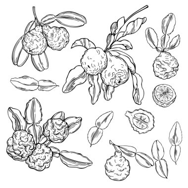 El yapımı kaffir limonu (bergamot). Vektör çizimi çizimi