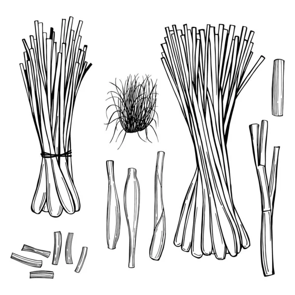 Ensemble Citronnelle Dessiné Main Illustration Croquis Vectoriels — Image vectorielle