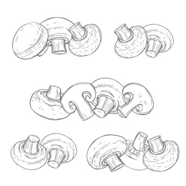 Hand drawn mushrooms. Champignons on white background. Vector sketch  illustration. clipart