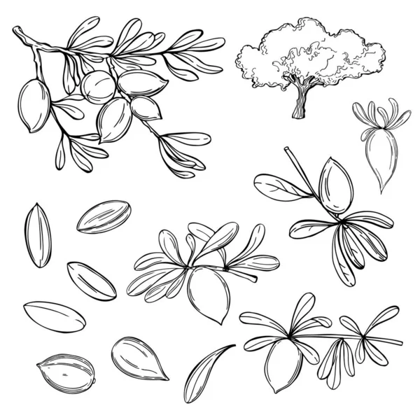 Plante Argan Branches Aux Fruits Illustration Croquis Vectoriels — Image vectorielle
