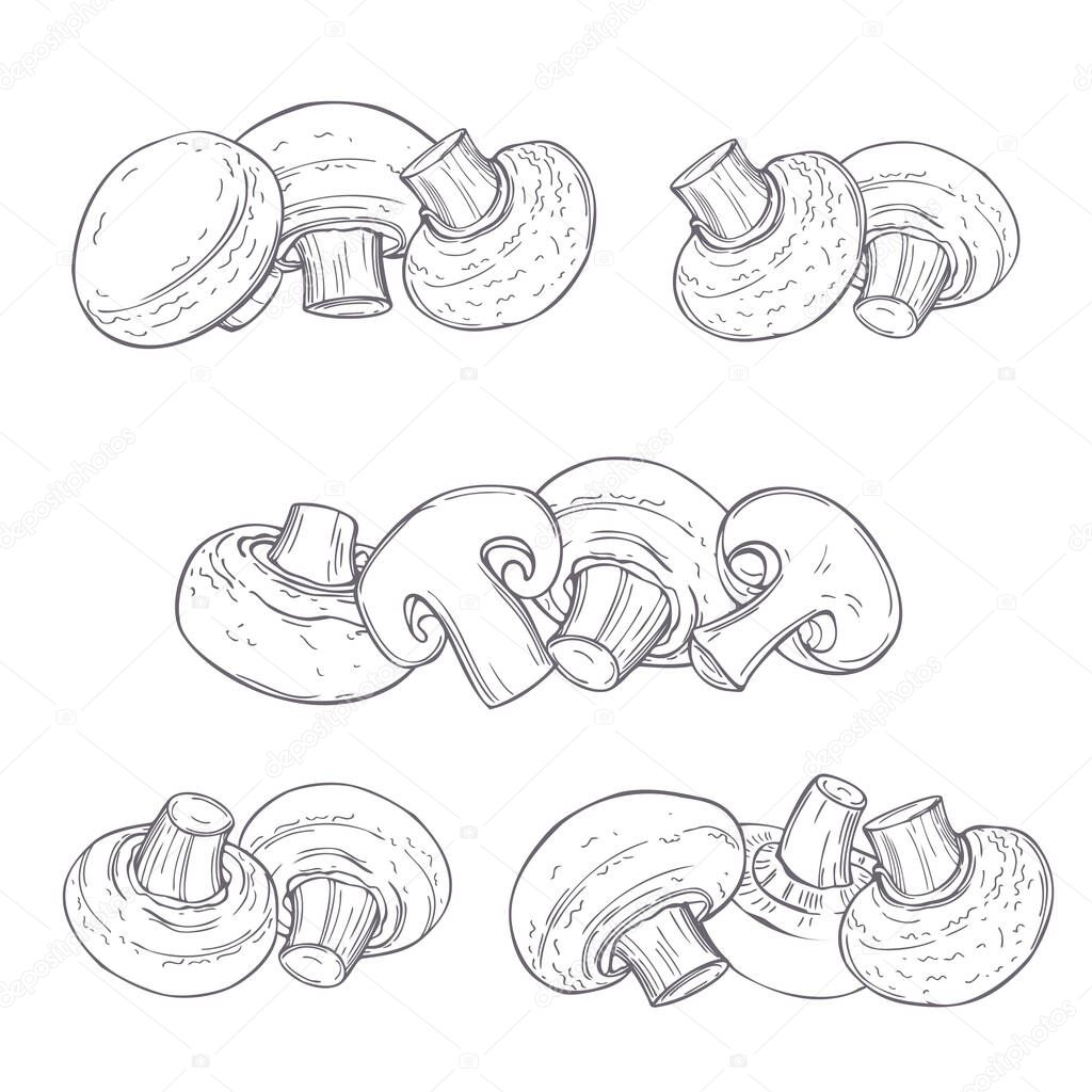 Hand drawn mushrooms. Champignons on white background. Vector sketch  illustration.