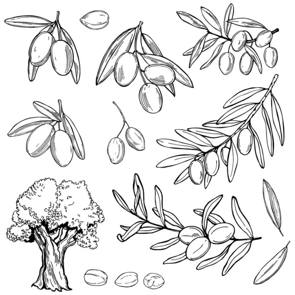 Ručně Kreslené Olivy Větve Ovocem Obrázek Vektorového Náčrtku — Stockový vektor
