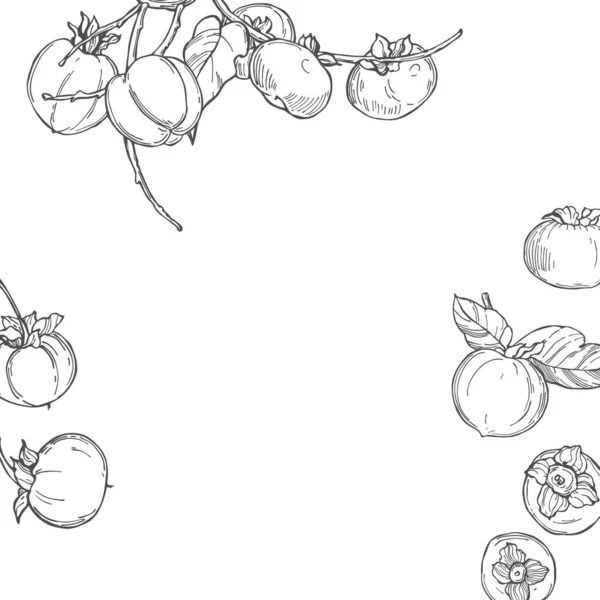 柿の手描き ベクトル背景 スケッチイラスト — ストックベクタ