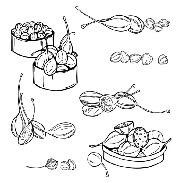 Frutos Comestibles Extraídos Mano Brotes Alcaparras Dibujo Vectorial Ilustración — Archivo Imágenes Vectoriales