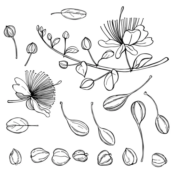 Planta Alcaparra Dibujada Mano Con Flores Frutos Comestibles Brotes Alcaparras — Archivo Imágenes Vectoriales