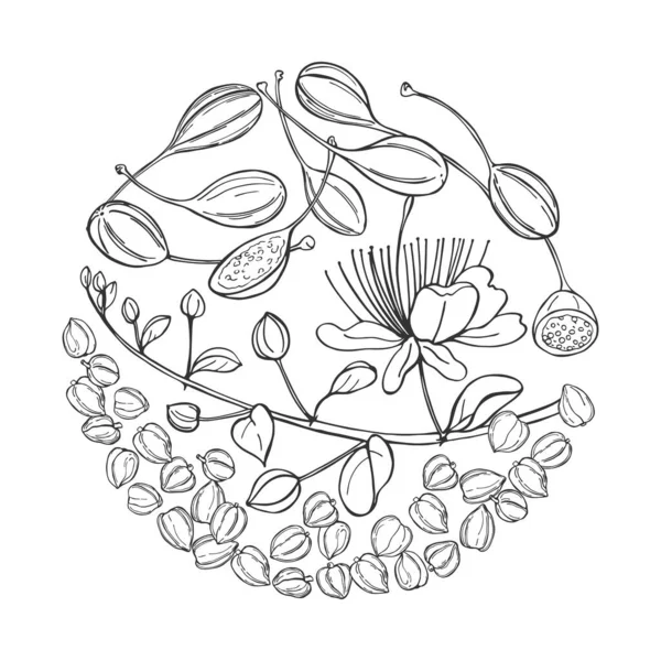 Frutos Comestibles Dibujados Mano Brotes Alcaparras Círculo Dibujo Vectorial Ilustración — Archivo Imágenes Vectoriales