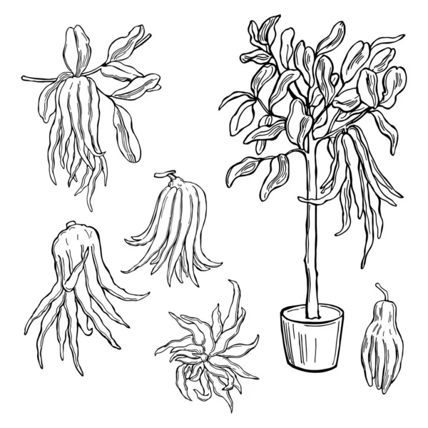 Cedrón Dibujado Mano Fruta Mano Buda Cítricos Con Dedos Citrus — Archivo Imágenes Vectoriales