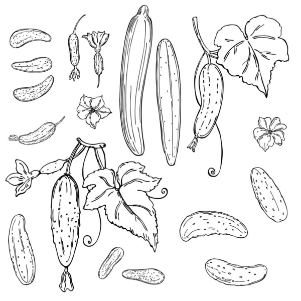 Handgezogene Gurke Mit Blättern Und Blüten Vektorskizze Als Illustration — Stockvektor