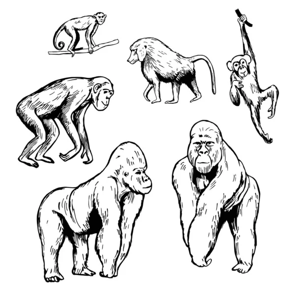 Des Singes Africains Gorille Chimpanzé Babouin Illustration Croquis Vectoriels — Image vectorielle