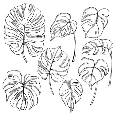 El yapımı tropikal bitkiler. Canavar beyaz arka planda bırakır. Vektör çizimi