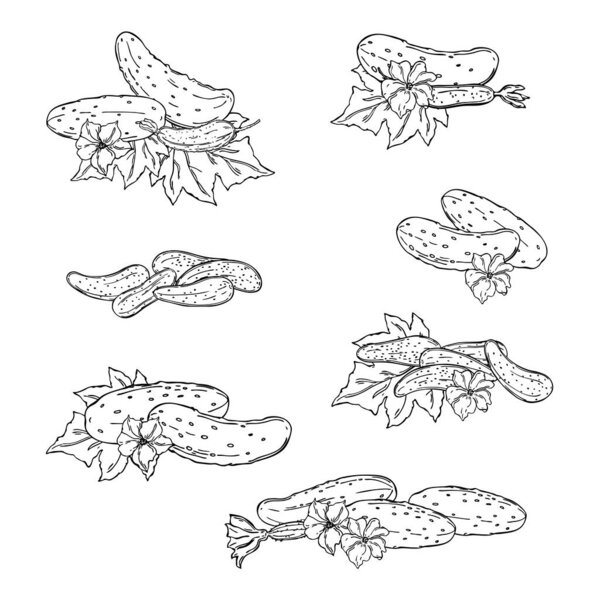 Hand drawn cucumber with leaves and flowers. Vector sketch  illustration.