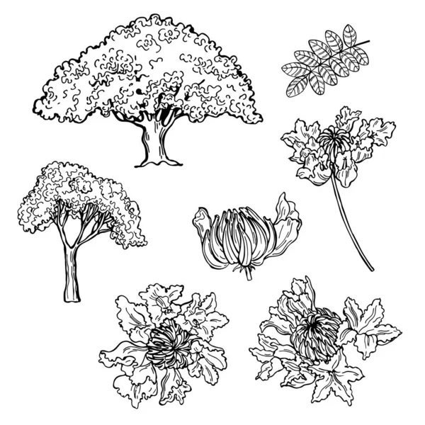 Handgetekende Afrikaanse Tulpenboom Spathodea Campanulata Vector Schets Illustratie — Stockvector