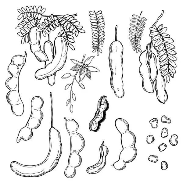 Tangan Ditarik Tamarind Tamarindus Indica Ilustrasi Sketsa Vektor - Stok Vektor