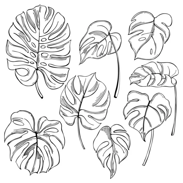 손으로 Monstera Leaves White Background Vector Sketch Illustration — 스톡 벡터