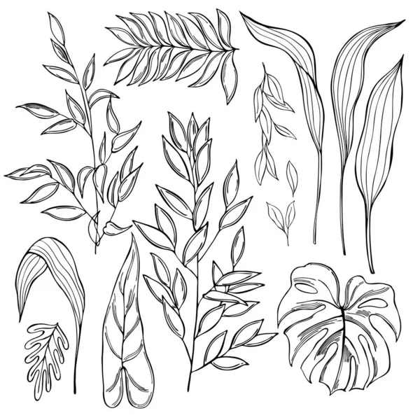 Ręcznie Rysowane Rośliny Tropikalne Białym Tle Ilustracja Szkicu Wektora — Wektor stockowy