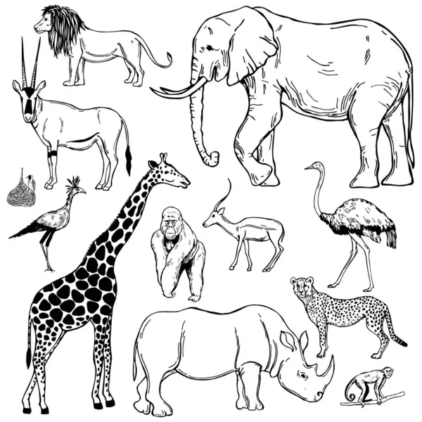 Animaux Oiseaux Africains Dessinés Main Sur Fond Blanc Illustration Croquis — Image vectorielle