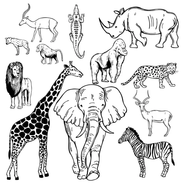 Animaux Africains Dessinés Main Sur Fond Blanc Illustration Croquis Vectoriels — Image vectorielle