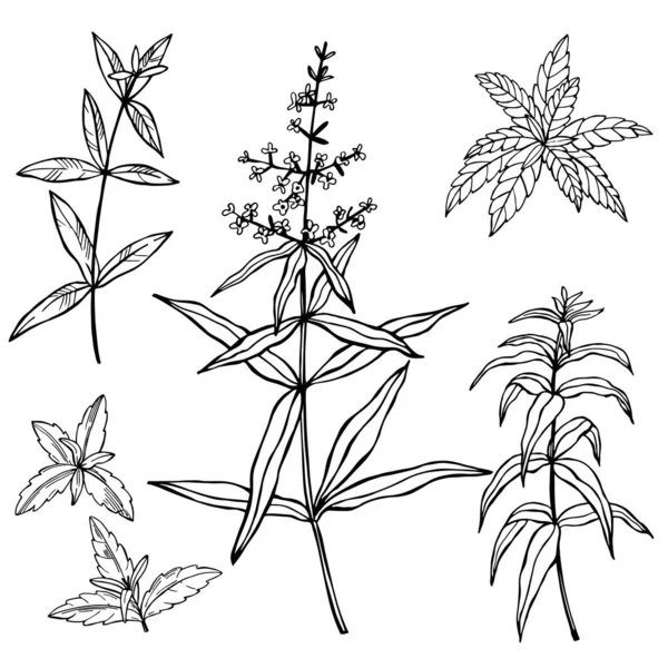 Herbes Épicées Dessinées Main Verveine Citron Illustration Croquis Vectoriels — Image vectorielle