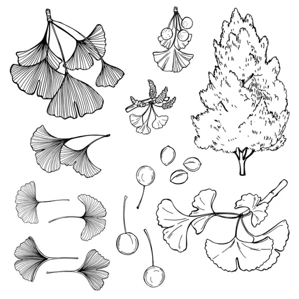 Arborele Ginkgo Desenat Manual Frunzele Fructele Ilustrație Schiță Vectorială — Vector de stoc