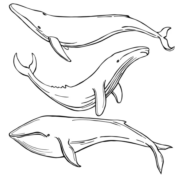 Handgezeichnete Wale Vektorskizze Als Illustration — Stockvektor