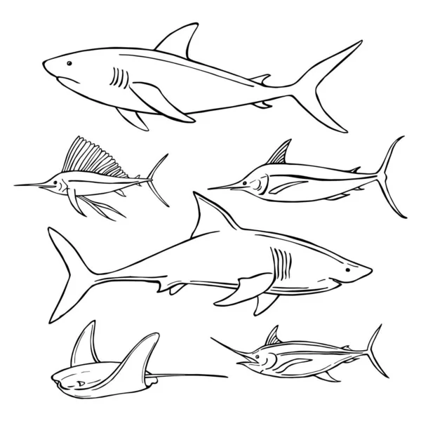 Peces Marinos Dibujados Mano Tiburones Dibujo Vectorial Ilustración — Vector de stock