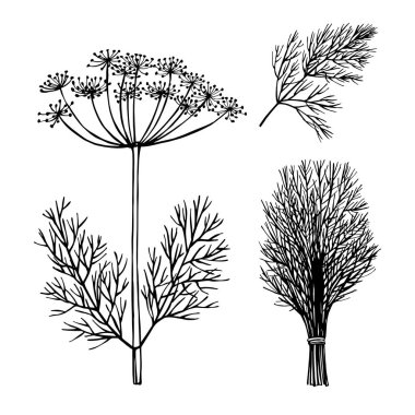  El yapımı baharatlı otlar. Dill. Vektör çizimi çizimi.