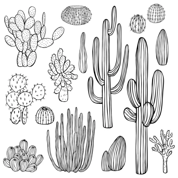 Ökenväxter Kaktusar Vektor Skiss Illustration — Stock vektor