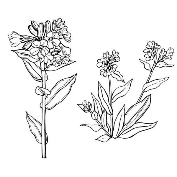 Met Hand Getekende Geneeskrachtige Kruiden Kruidkruidachtige Planten Vector Schets Illustratie — Stockvector