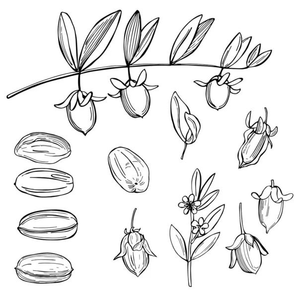 Plantas Jojoba Desenhadas Mão Desenho Vetorial Ilustração — Vetor de Stock