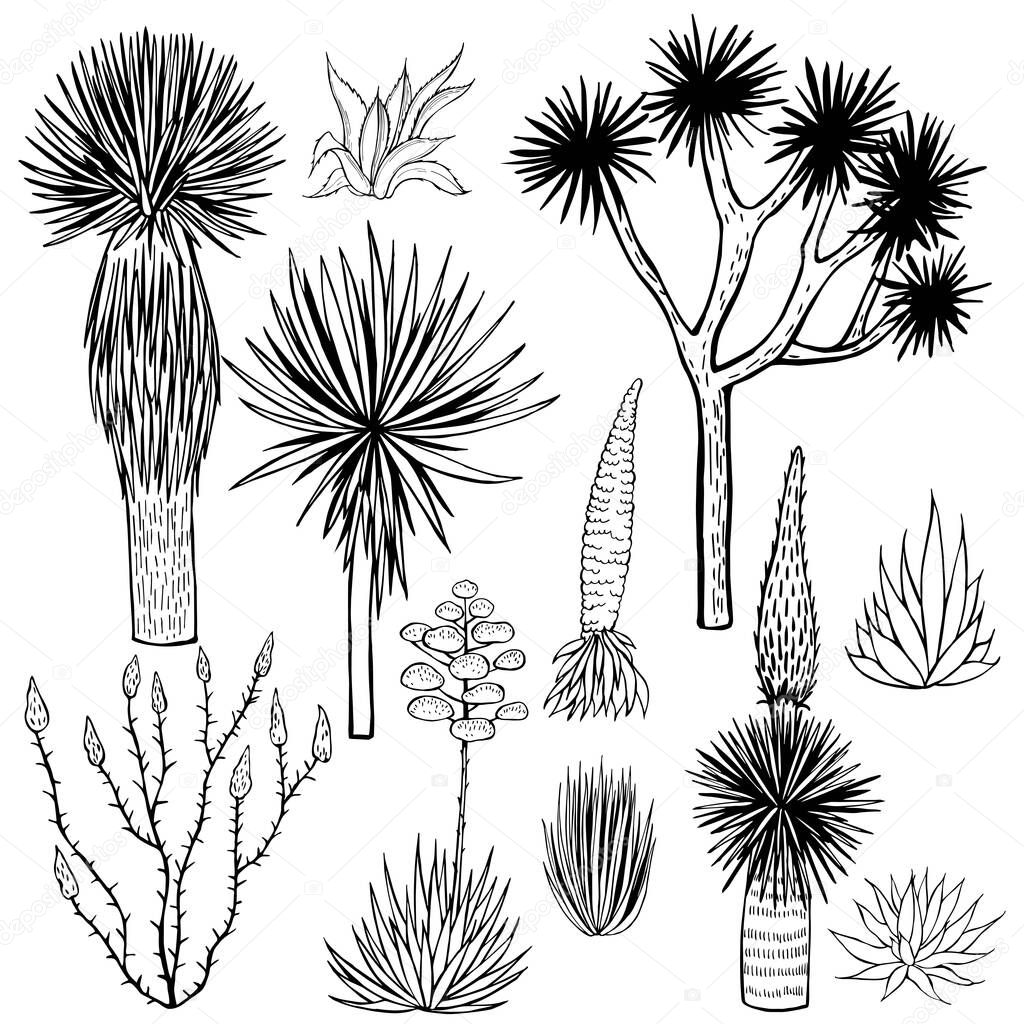 Desert plants. Succulents. Vector sketch  illustration.