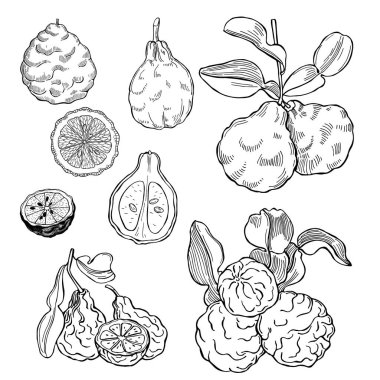 El çizimi bergamot meyvesi. Vektör çizimi çizimi.