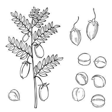 Hand drawn chickpeas beans. Vector sketch  illustration. clipart