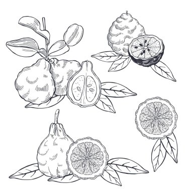 El yapımı bergamot ve çay yaprakları. Vektör çizimi çizimi.