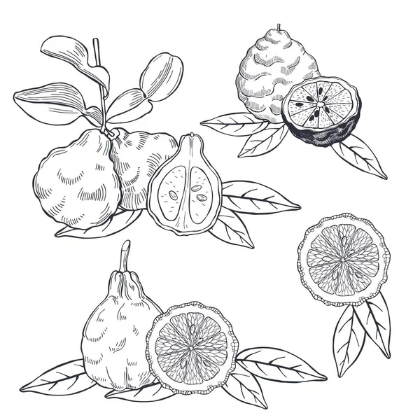 Handgetekende Bergamot Theebladeren Vector Schets Illustratie — Stockvector