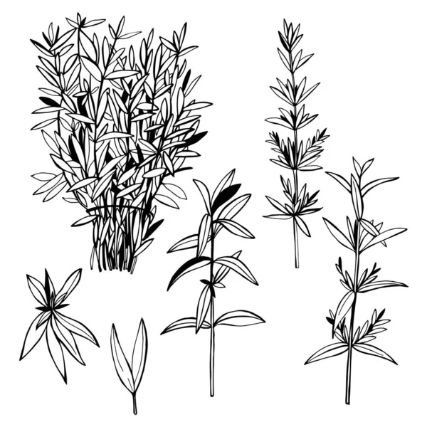 Herbes Épicées Dessinées Main Savoureux Illustration Croquis Vectoriels — Image vectorielle