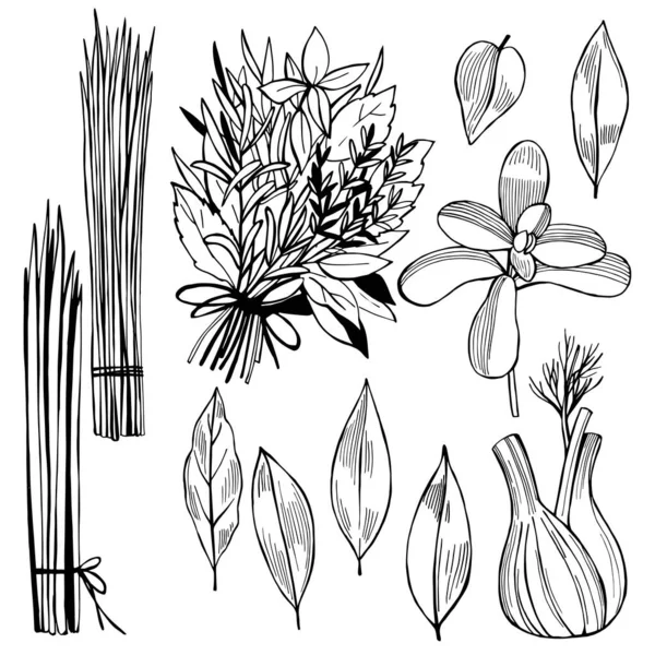 Hand Drawn Spicy Herbs Vector Sketch Illustration — Stock Vector