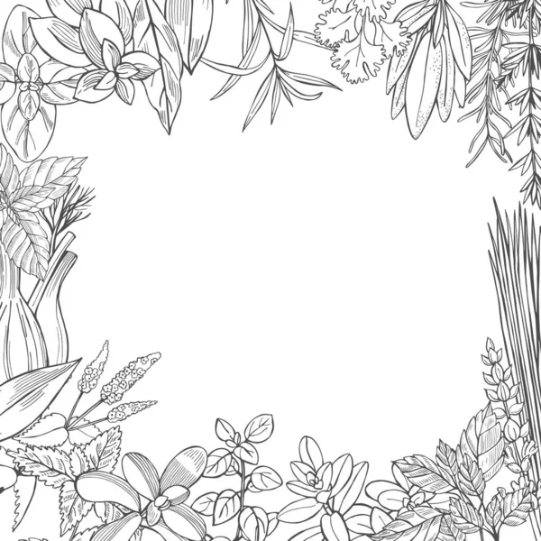 Herbes Épicées Dessinées Main Illustration Croquis Vectoriels — Image vectorielle