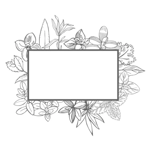 Vector Frame Hand Drawn Spicy Herbs Sketch Illustration — Stock Vector