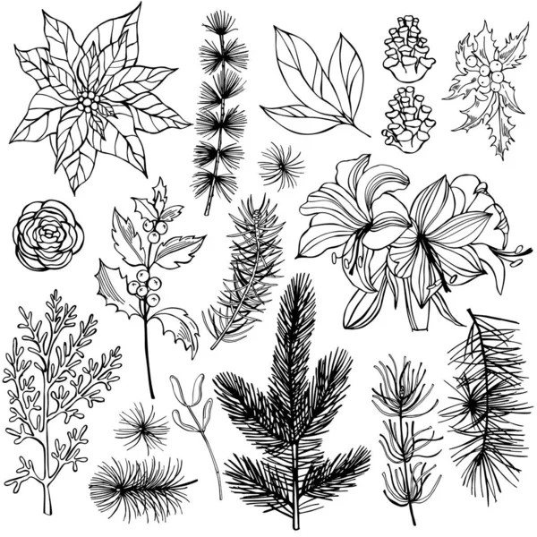 Weihnachtspflanzen Gesetzt Handgezeichnete Vektorillustration — Stockvektor