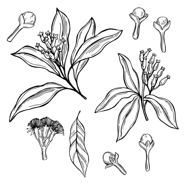Handgetekende Kruidnagel Peulen Bloemen Vector Schets Illustratie — Stockvector