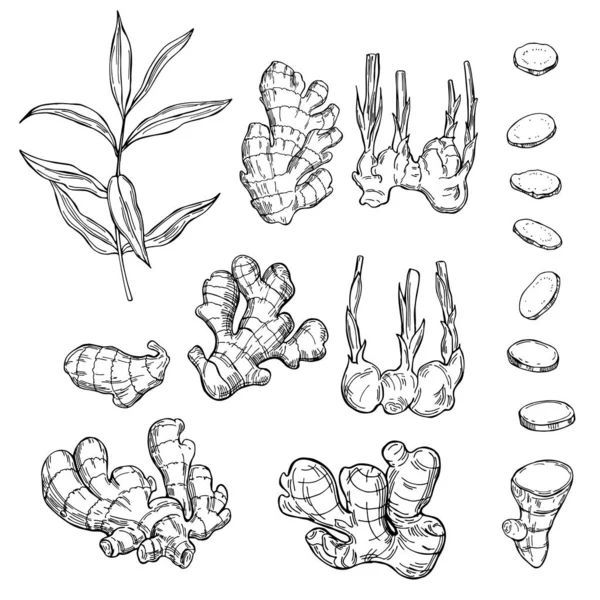 Gengibre Raiz Folhas Desenho Desenhado Mão Ilustração — Vetor de Stock