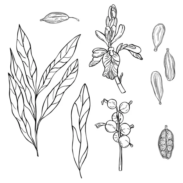 Planta Cardamomo Desenho Desenhado Mão Ilustração — Vetor de Stock