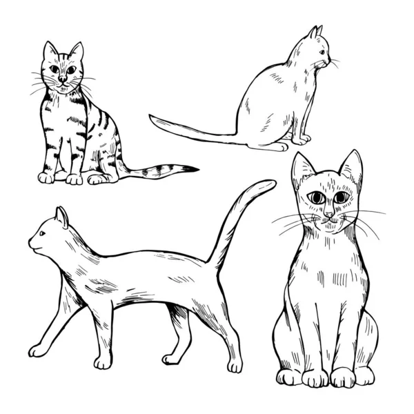 Ręcznie Rysowane Koty Białym Tle Ilustracja Szkicu Wektora — Wektor stockowy